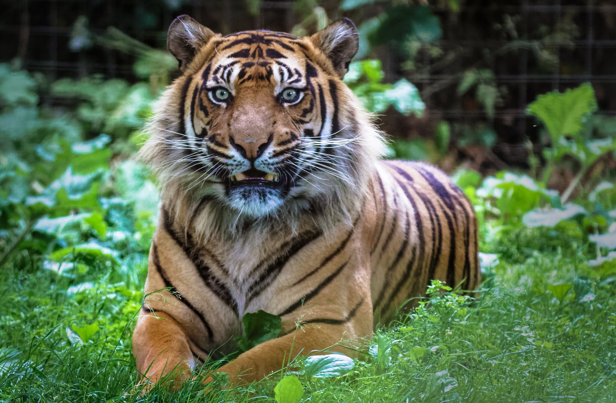 Adopt a Tiger Adopt a Tiger