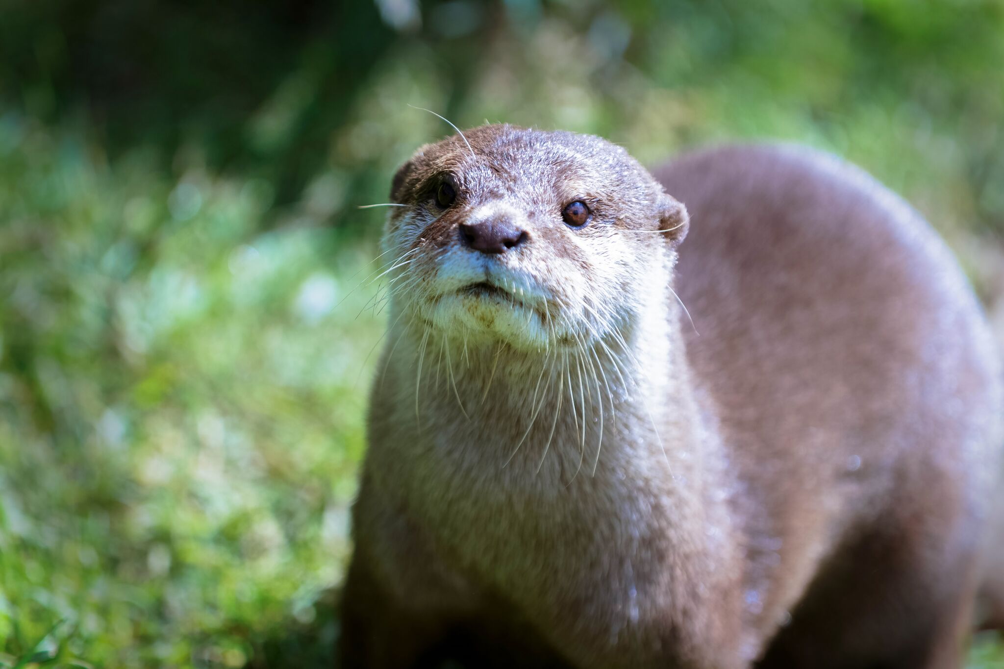 Adopt an sales otter