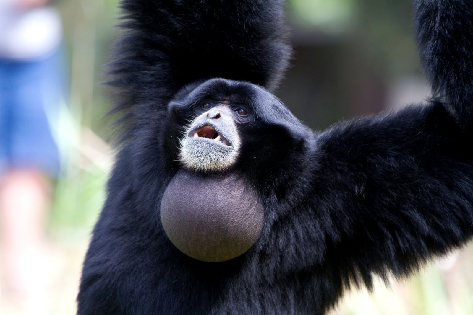 Gibbon monkey deals for sale