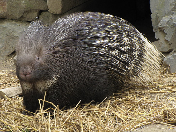 Adopt a Porcupine Adopt a Porcupine