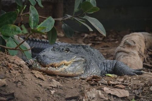 American Alligator