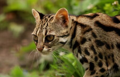 Asian Leopard Cat