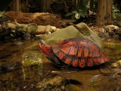 Indo-Chinese Box Turtle