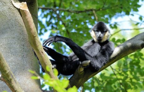 Buff-cheeked Gibbon at Thrigby Hall