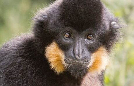 Buff-cheeked Gibbon at Thrigby Hall
