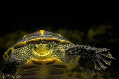 Chinese Striped-Neck Turtle