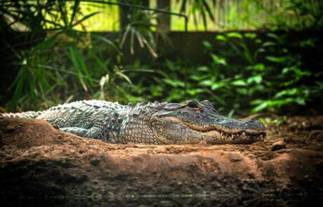 Siamese Crocodile at Thrigby Hall
