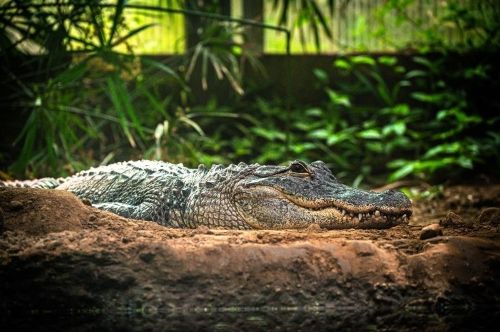 Saltwater Crocodile