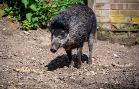 Visayan warty pig at Thrigby Hall Wildlife Gardens
