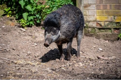 Visayan Warty Pig