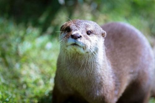Asian Short Clawed Otter
