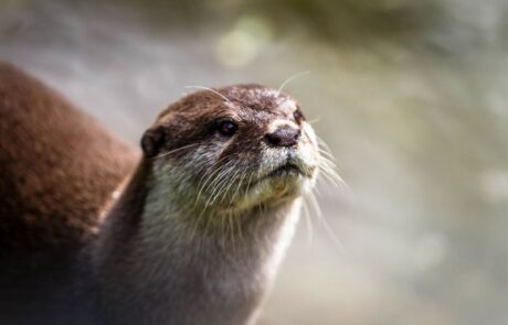 Asian Small-Clawed Otter