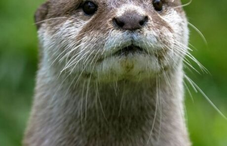 Asian Small-Clawed Otter