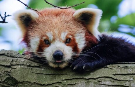 Red Panda at Thrigby Hall