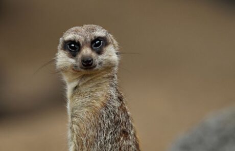 Meerkat at Thrigby Hall