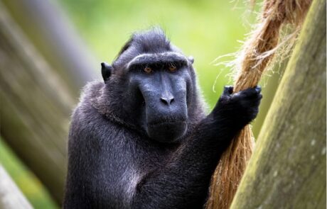 Macaque