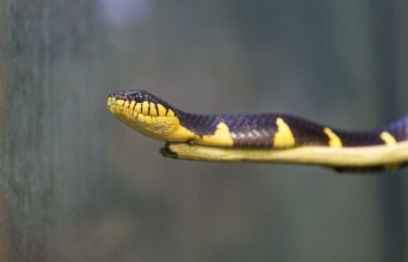 Mangrove Snake – Appearance, Habitat & Venom | Thrigby Hall
