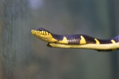 Mangrove Snake