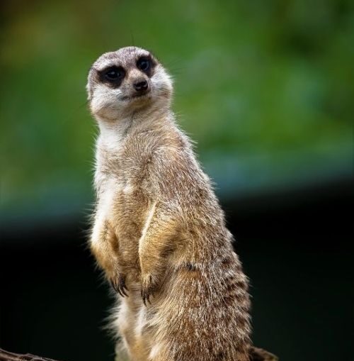 Meerkat