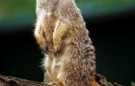 Meerkat at Thrigby Hall