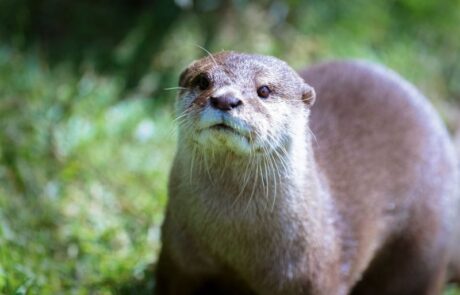Asian Small-Clawed Otter