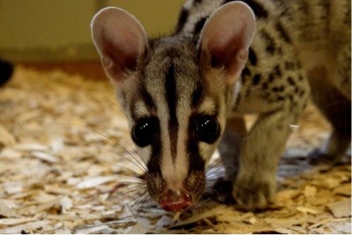 Owston’s Palm Civet
