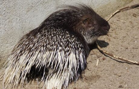 Indian Porcupine at Thrigby Hall