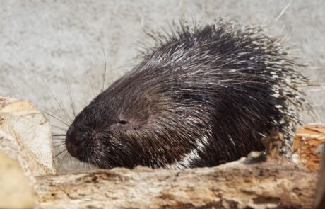 Indian Porcupine at Thrigby Hall
