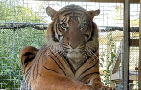 Raja the Sumatran Tiger