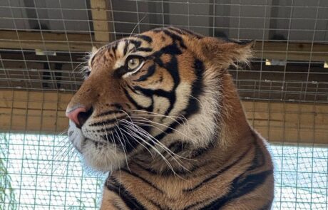 Raja the Sumatran Tiger