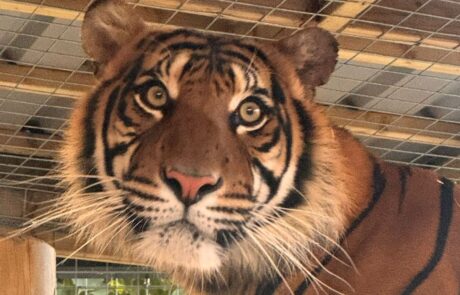 Raja the Sumatran Tiger