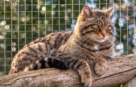 Scottish Wildcats at Thrigby Hall