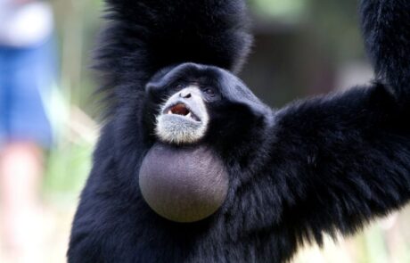 Siamang Gibbons at Thrigby Hall