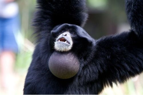 Siamang Gibbon