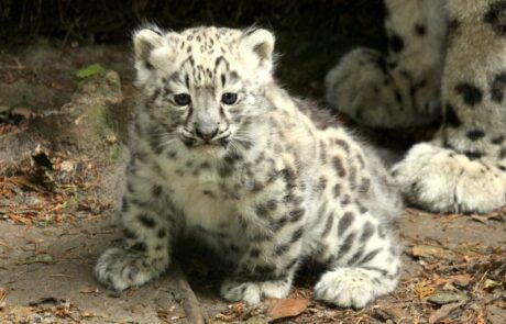 Snow Leopard Cub