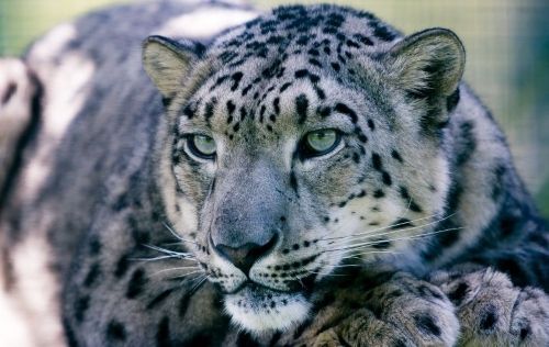 Snow Leopard