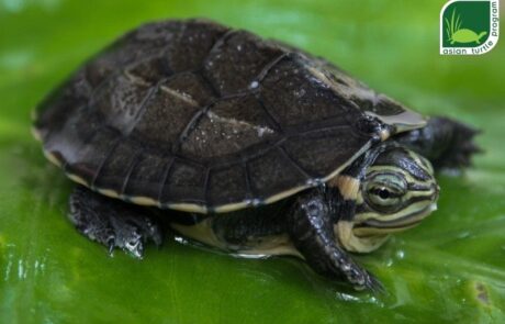 Vietnamese Pond Turtle at Thrigby Hall