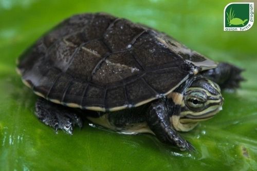 Vietnamese Pond Turtle