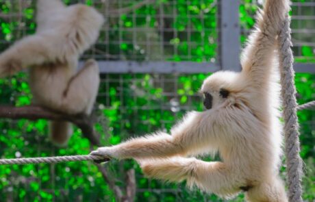 White Handed Gibbon