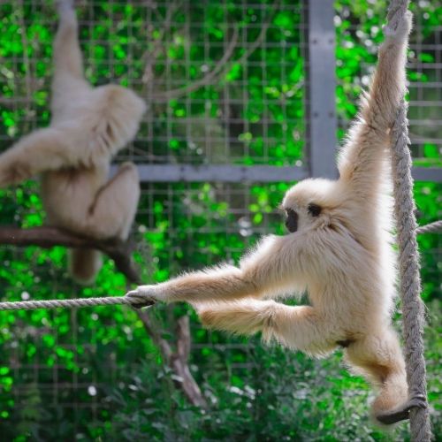 White-handed Gibbon