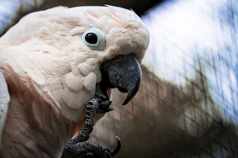 Cockatoo Adopt a Crocodile