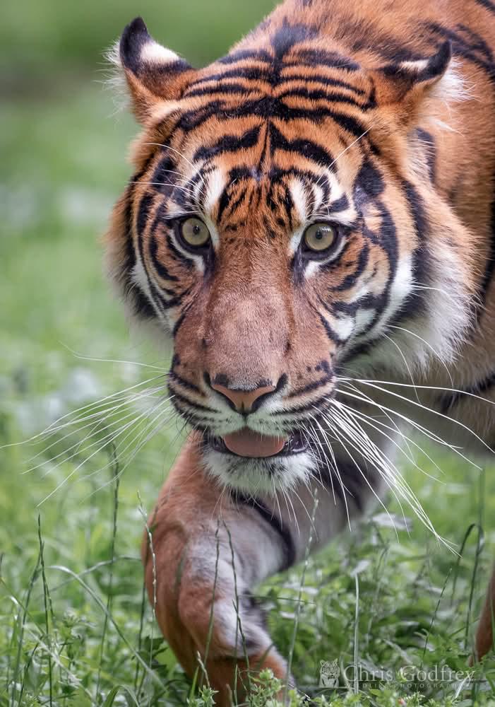 Raja Amur Leopard